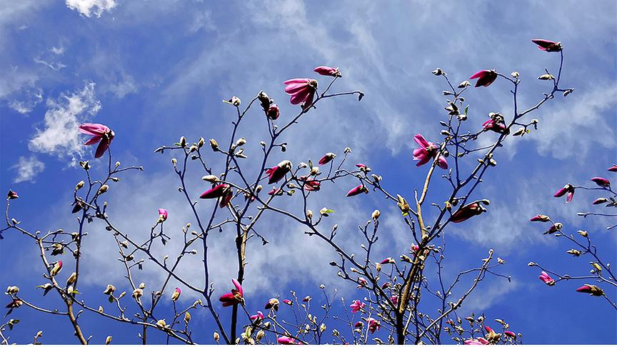 Baum mit rosa Blüten vor Himmel mit leichten Schleierwolken.