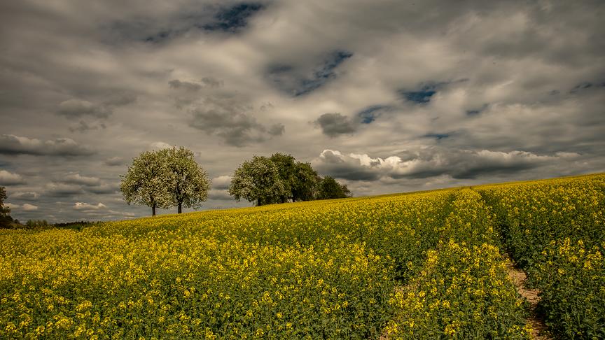 © Manfred Kamleitner Blühendes Rapsfeld unter einem Dach aus Wolken (Manfred Kamleitner)
