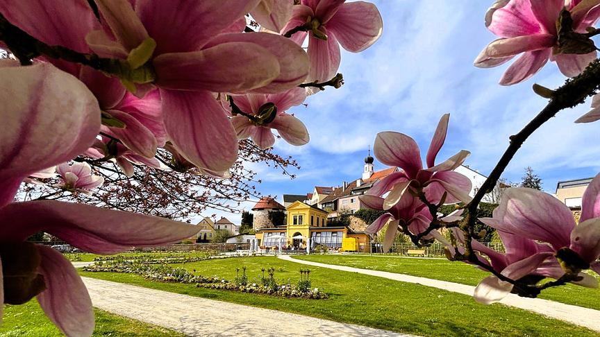© Franz Gruber Die Barockstadt Schärding blüht derzeit voll auf. Kein Wunder, wird am kommenden Freitag die O.Ö. Landesgartenschau eröffnet. Auch im Orangeriepark stehen die Magnolienbäume in voller Blüte. Die Orangerie zeigt sich wie "Klein Schönbrunn!" (Franz Gruber)