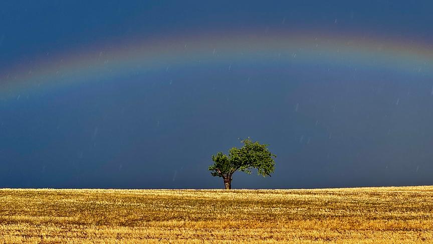Regenbogen vor dunklem Himmel über Feld und einem Baum.