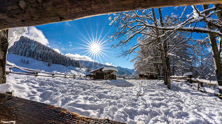 © Mark Unterberger Pferdekoppl in Hinterthal / Salzburg an einem sonnigen Wintertag. (Mark Unterberger)