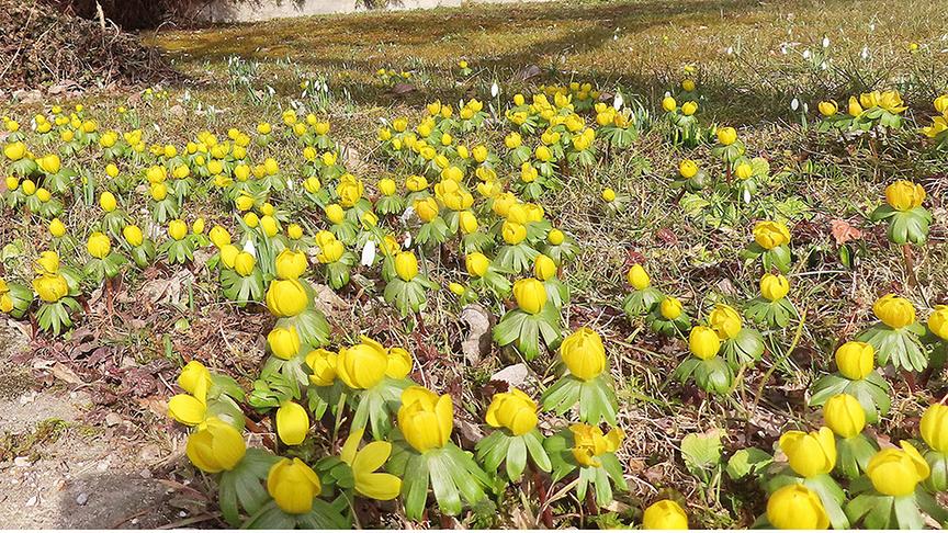 Mehrere gelbe und weiße Blumen wachsen nebeneinander auf dem Rasen