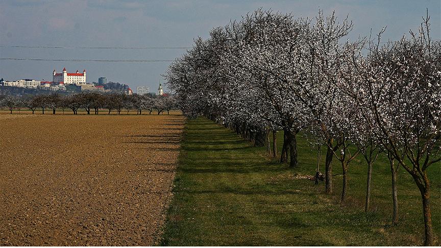 Weiß-blühende Bäume in einer Reihe, im Hintergrund ein Hügel mit weißem Schloss