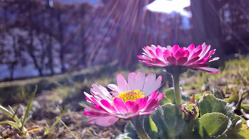 Rosa-weiße Gänseblümchen in einer Wiese werden von der Sonne angestrahlt