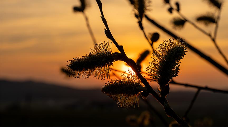 Silhouette blühender Palmkatzerln, im Hintergrund Sonnenuntergang