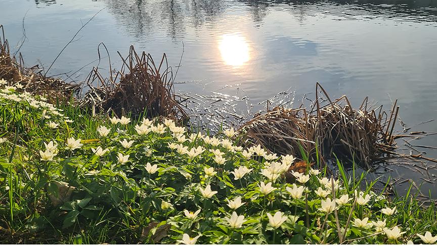 Weiße Blumen am Ufer eines Teichs, im Wasser spieglt sich die Sonne