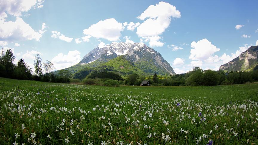 © Walter Hochfellner Narzissenwiese in Trautenfels, im Hintergrund der Grimming. (Walter Hochfellner)