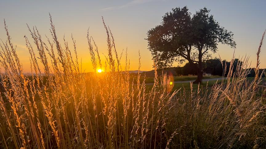© Florian Schedelmayer Sonnenuntergang in Höhenberg Gemeinde Bergland Gräser im Vordergrund (Florian Schedelmayer)