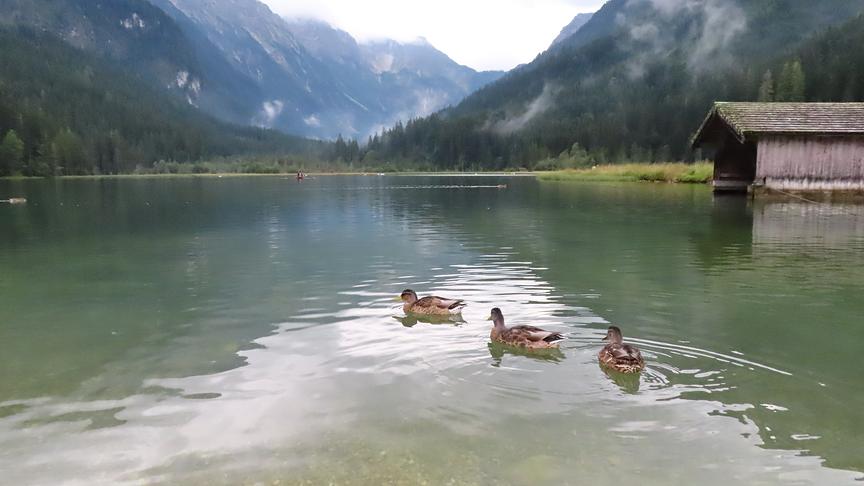 © Georg Wastl Trüb und regnerisch war es heute beim Jägersee nahe Kleinarl. (Georg Wastl)
