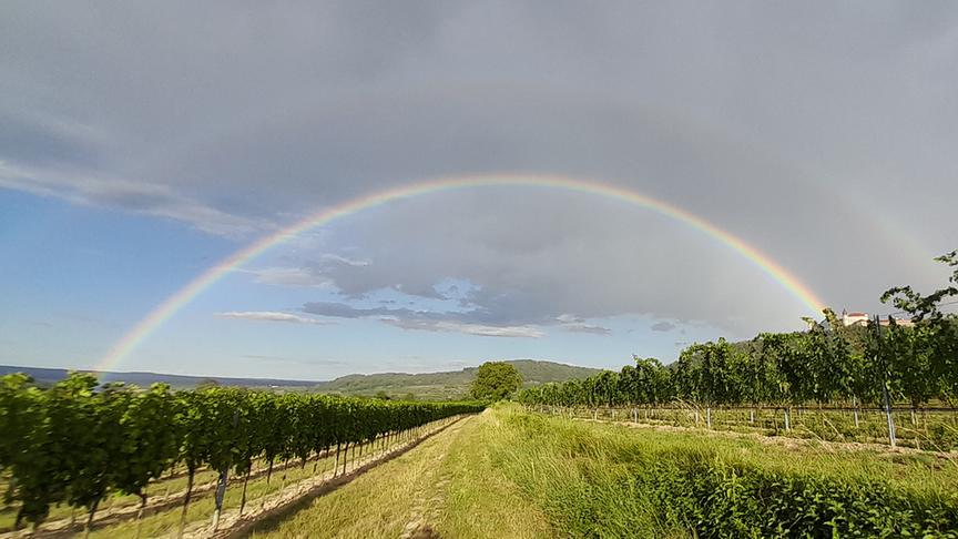Regenbogen über Weinanbaufläche bei teils grauem, teils blauem Himmel.