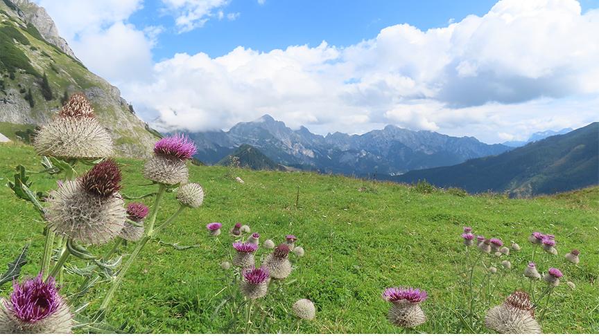 Almwiese mit Disteln im Vordergrund und einer Bergkette unter bewölktem Himmel im Hintergrund.