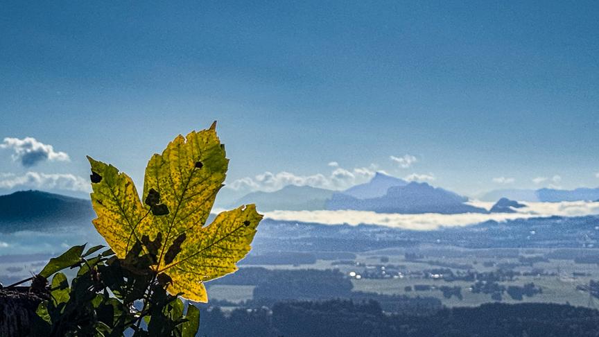 Herbstliches Blatt vor Tal und bergiger Kulisse im Hintergrund