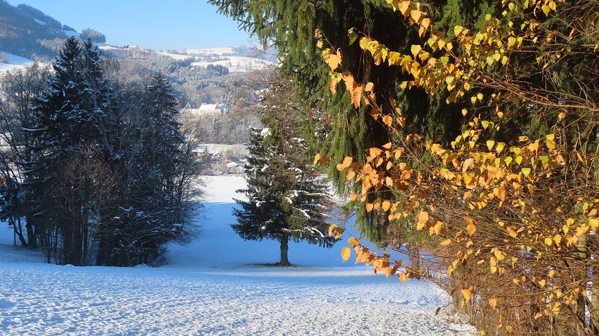 Verschneite Bäume und Wiese links steht im Kontrast zu dem Baum in herbstlichen Farben rechts