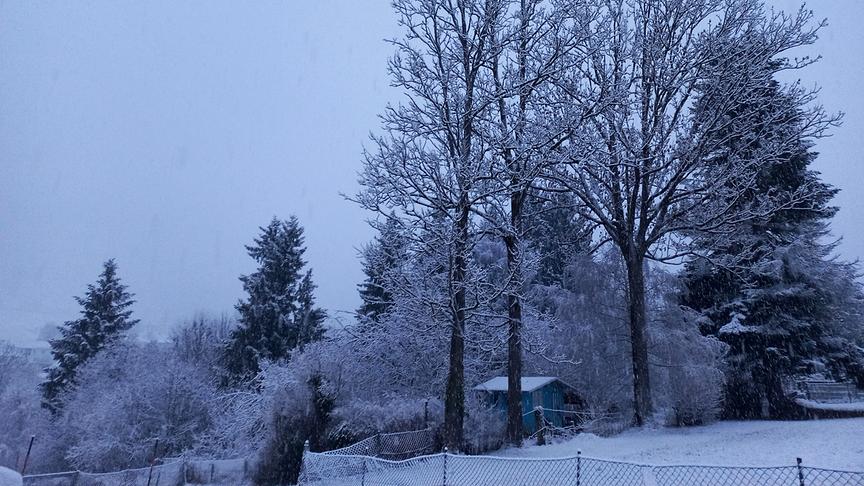 Verschneiter Garten mit hohen Bäumen mit grauem Himmel