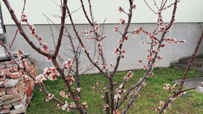 © Gerald Spies Unsere kaputten Marillnblüten minus 6-8. (Gerald Spies)