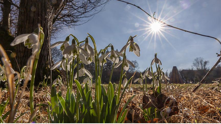 Die ersten Schneeglöckchen im noch bräunlichen Gras werden von der Sonne angestrahlt