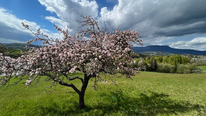 © Gerhard Leopold Apfelblüte am Roseggerweg nahe Graz mit Schöckl im Hintergrund. (Gerhard Leopold)