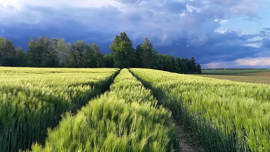 Hohes Kornfeld mit zwei Wegen, die hindurch führen, bei dunkler aufziehender Wolkenstimmung