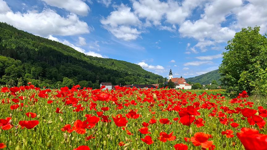Eine Wiese mit unzähligen roten Mohnblumen, im Hintergrund Hügel und eine Kirche unter blau bewölktem Himmel.
