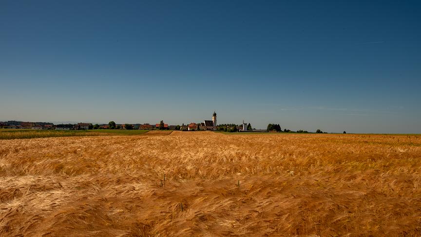 © Manfred Kamleitner Blick über das reife Getreide auf St. Willibald im Innviertel (Manfred Kamleitner)
