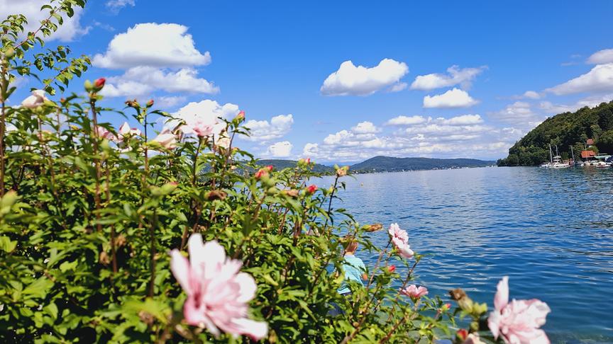 Blühender Strauch vor einem See