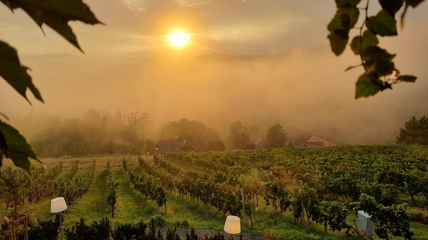 Sonnenuntergang bei Nebel über einem Weinanbaugebiet