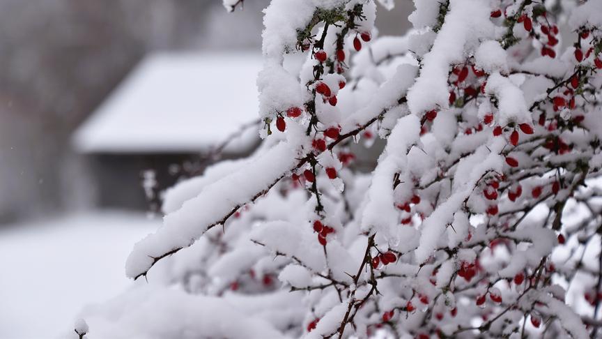 Äste mit roten Beeren hengen durch das Gewicht des daraufliegenden Schnees herab