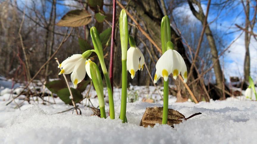 © Rudolf Kößl Die Frühlings-Knotenblumen (Märzenbecher) trotzen dem Schnee. (Rudolf Kößl)