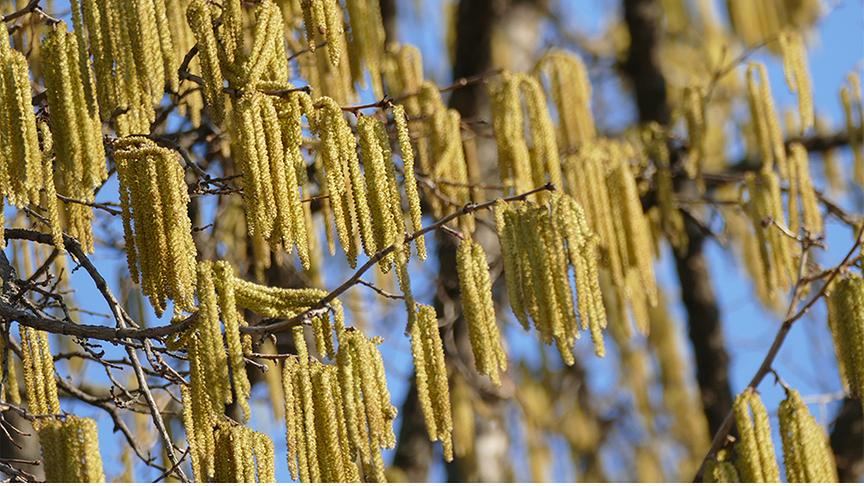 Haselnussblüte mit langen, gelben Haselkätzchen, die in Gruppen vom Ast hängen