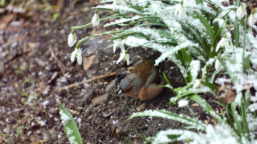Wintereinbruch in Salzburg, Buchfink auf Futtersuche. (Maria Harlander)