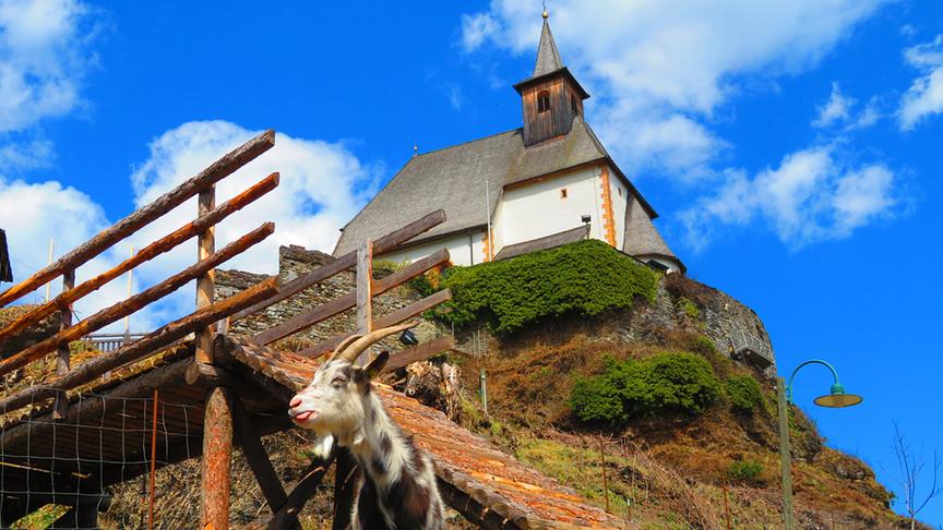 © Georg Wastl Berg (Burg-)Ziegen genießen das schöne Wetter am Petersberg in Friesach. (Georg Wastl)