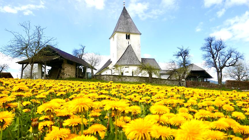 © Wilhelm Printschler Löwenzahnblüte in St.Peter am Bichl. (Wilhelm Printschler)
