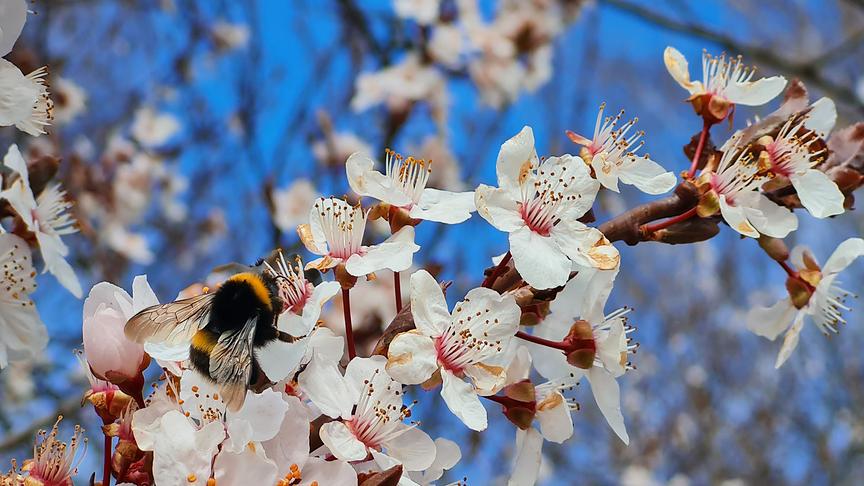 © Maria Fank Fleißige Hummel auf Blutpflaumen Blüten. (Maria Fank)