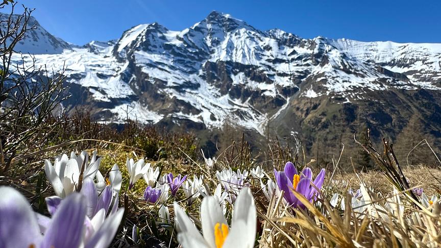 Im Vordergrund: violette und weiße Krokusse, im Hintergrund: ein noch schneebedeckter Berg.