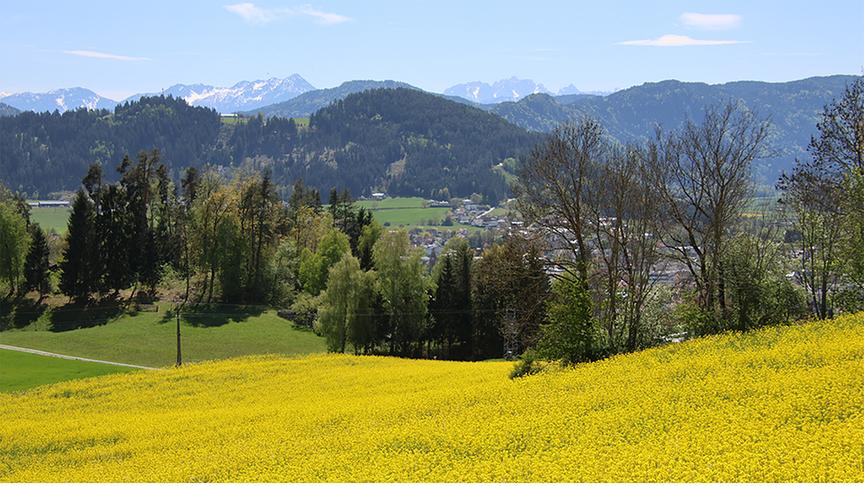 Im Vordergrund ein gelbes Rapsfeld, im Hintergrund Berge und Wald mit einer Siedlung.