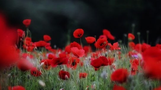 © Doris Blüm Mohn.. ein Traum.. Velden. (Doris Blüm)