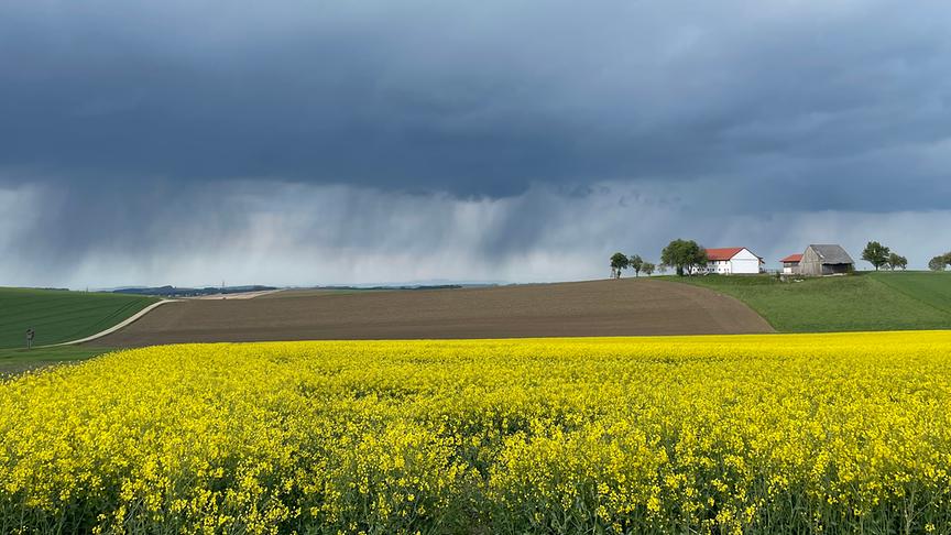© Ingrid Wagner Blühendes Rapsfeld, im Hintergrund zieht ein Unwetter auf (Ingrid Wagner)