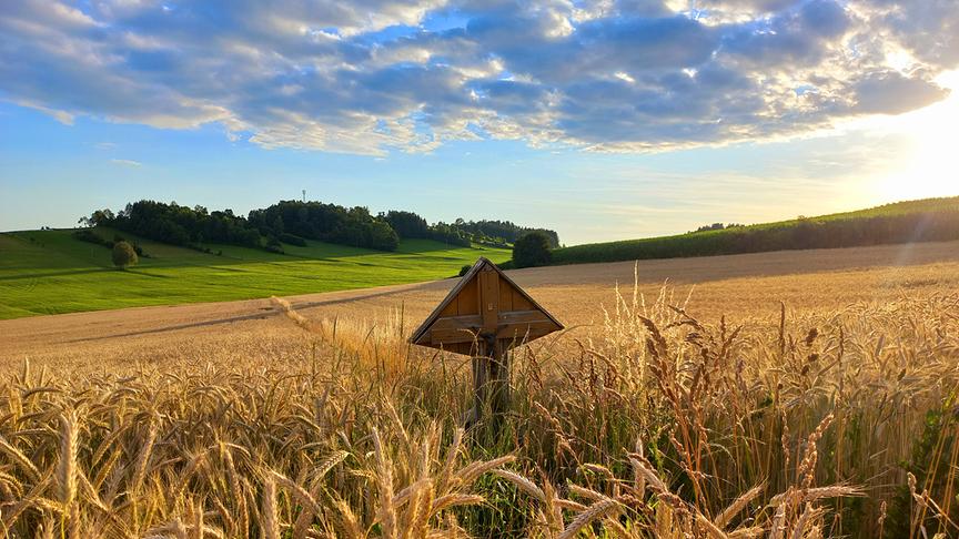 © Sabine Lauß Getreidefeld im Mühlviertel. (Sabine Lauß)