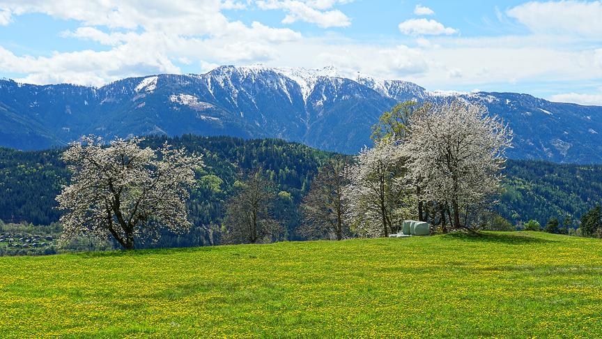 © Annelie Möser Der Blick schweift über blühende Wiesen und Obstbäume bis zum Goldeck. (Annelie Möser)