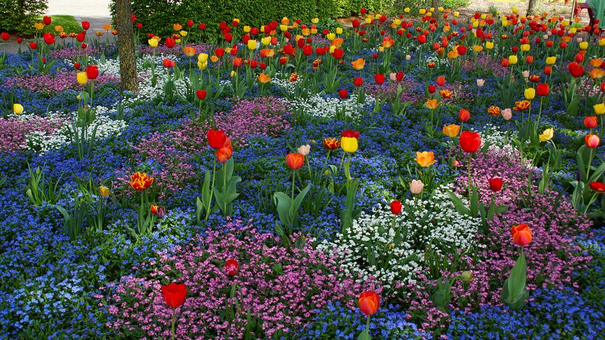 © Harald Harrucksteiner Frühlingshafter farbenfroher Garten im Mühlviertel! (Harald Harrucksteiner)
