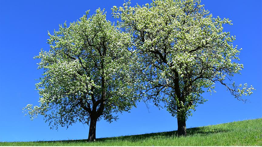 Zwei weiß blühende Bäume vor tiefblauem Himmel.