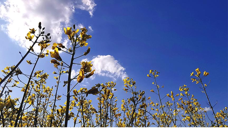 Gelbe Rapsblüten vor Schönwetter-blauem Himmel und Wolken.