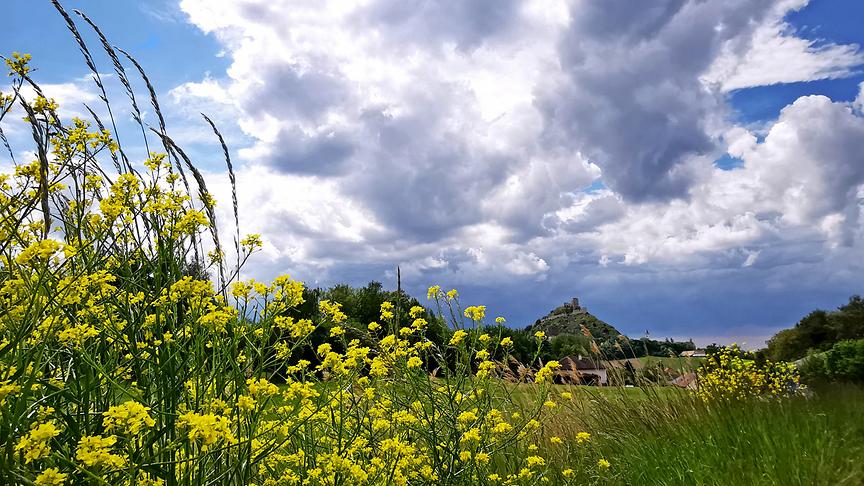 Eine hohe Wiese mit blühenden, gelben Blumen. Im Hintergrund sind einige Bäume und ein Hügel zu sehen. Am Himmel türmen sich hohe Wolken, die von der Sonne erhellt werden.
