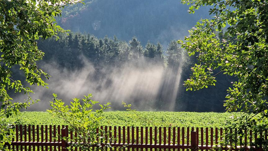 © Sabina Loicht Nebel und Sonne nach Regen (Sabina Loicht)