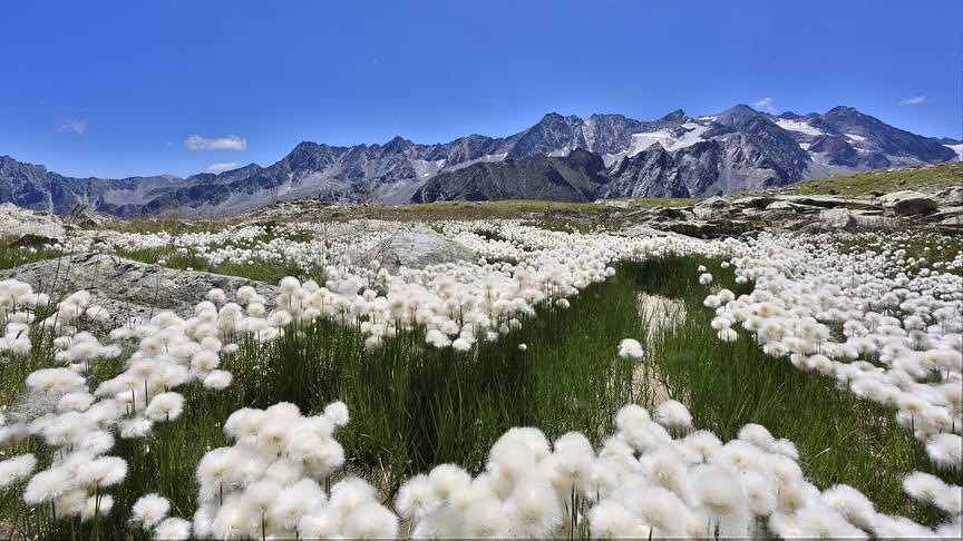 Eine Landschaft übersät von weißen Blumen mit imposivem Bergpanorama und darüber blauem Himmel im Hintergrund.