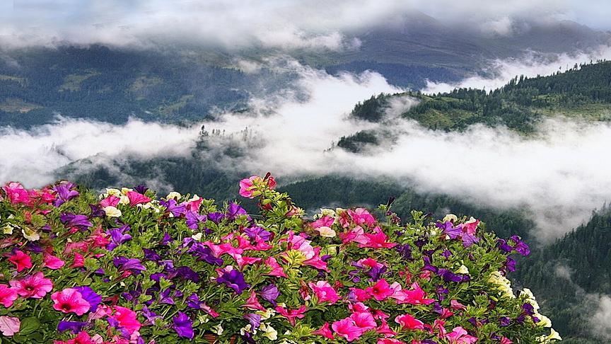 Blick hinunter auf ein Tal, in dem tief die Wolken hängen und eine Regenstimmung herrscht. Im Vordergrund sind einige bunte Blumen zu sehen.