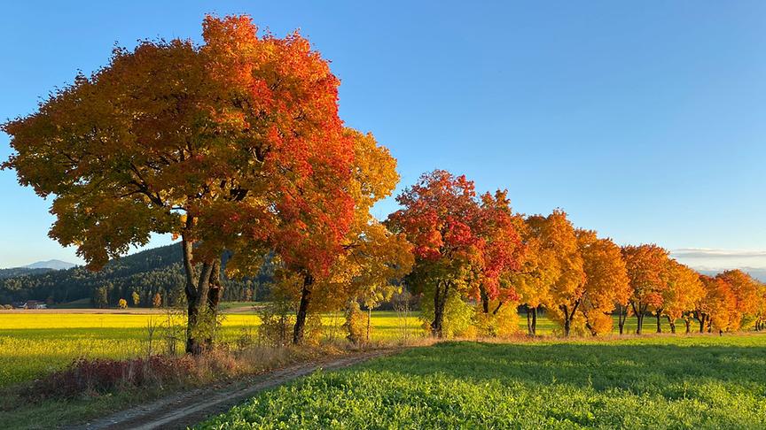 © Sonja Oberdorfer So schön kann Herbst sein, wenn sich der Nebel gelichtet hat. Prachtvolle Allee bei Ottmanach ( Gemeinde Magdalensberg). (Sonja Oberdorfer)
