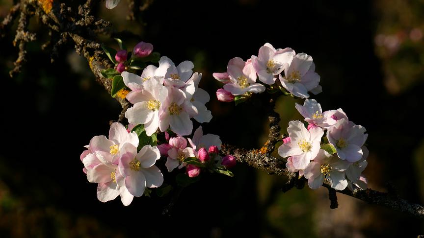 © Annelie Möser Herrliche Apfelblüten. (Annelie Möser)