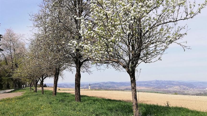 © Evelyne Füreder Blick von Hochscharten ins Eferdinger "Landl", Kirchturm von Scharten schaut hervor. (Evelyne Füreder)