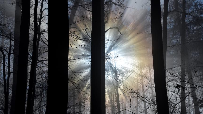 © Anton Faustmann Die aufgehende Sonne löst die letzten Nebelreste im Wald auf und so entsteht diese wunderbare Stimmung. (Anton Faustmann)